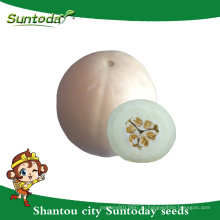 Suntoday простой комплектации белой корочкой с белой мягкой плоти азиатской овощной гибрид F1 дыни органические семена японский(18012)